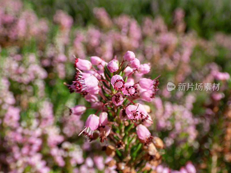 康沃尔荒原或流浪荒原(Erica vagans)“粉红比利牛斯”，深绿色的叶子，长总状花序，深粉红色的花，褪成白色